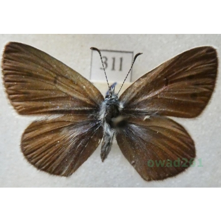 Glaucopsyche alexis (Poda, 1761) female Modraszek aleksis Czech31l